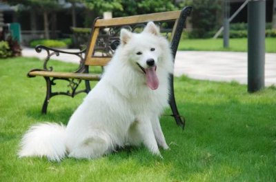 ​大狗狗电视剧（这些关于狗狗的影视作品）