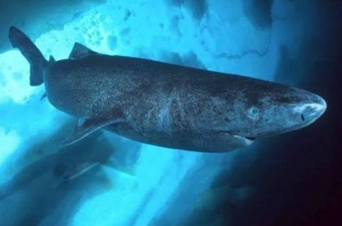 世界上最大的鱼排名前六 第1名鲸鲨体长12.65米
