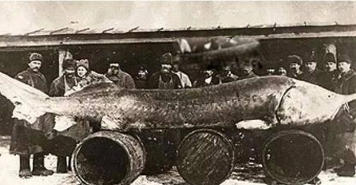 世界上最大的鱼排名前六 第1名鲸鲨体长12.65米