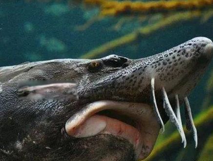 世界上最大的鱼排名前六 第1名鲸鲨体长12.65米