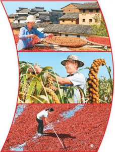 秋粮丰收在望，端稳中国饭碗