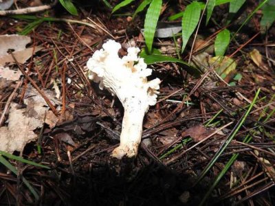 ​浙江天目山发现全球新物种，网友却问：好不好吃？