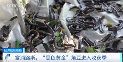 ​价格暴涨！它吃起来像巧克力，被称“黑色黄金”