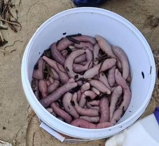 ​海肠、螃蟹、泸沽虾……烟台“开盲盒”式赶海火了，网友直呼“太眼馋了”