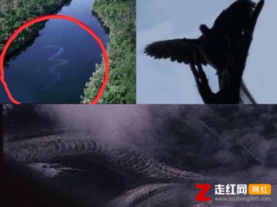 ​卫星拍到的真龙凤凰，图片背后的真相让人意外