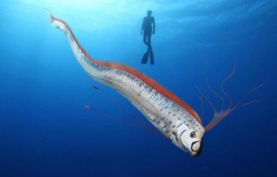 ​世界上最大的带鱼：皇带鱼 长什么样最长有多长