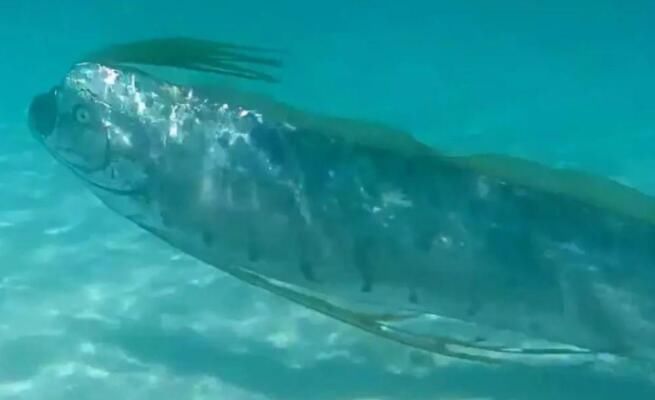 世界上最大的带鱼：皇带鱼 长什么样最长有多长