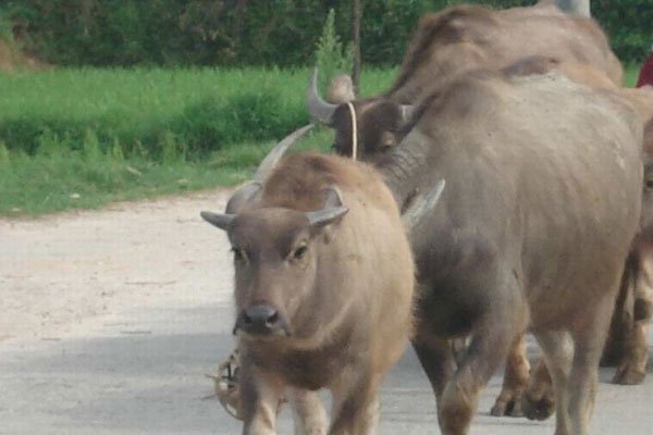 没事放放牛是谁 真实身份是托不是大土豪