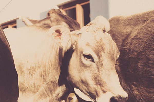 没事放放牛是谁 真实身份是托不是大土豪