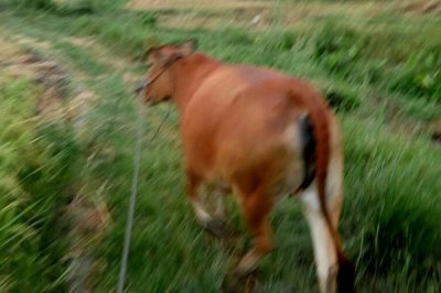 ​没事放放牛是谁 真实身份是托不是大土豪