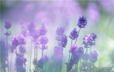 ​薰衣草精油去疤（听说你还不知道精油可以祛疤）