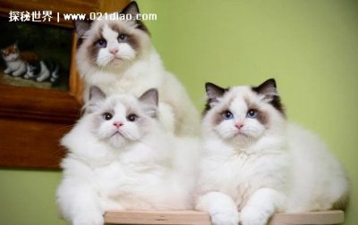 ​布偶猫价格多少钱一只，4000到20000元左右(赛级价格无上限)