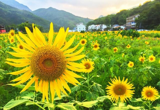 谢天笑个人简介(谢天笑的个人资料简介) 谢天笑 个人 第1张