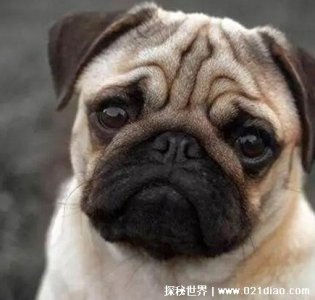 ​鬼最怕的七种生肖，狗居然在排在第一位