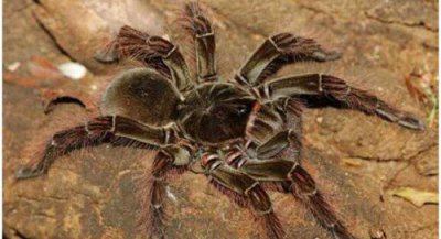 ​世界十大巨型蜘蛛盘点