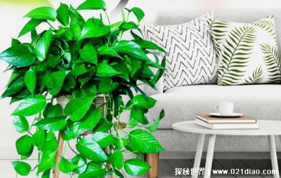 ​绿萝为什么叫鬼花，一棵绿萝七个鬼十分不吉利(迷信说法)