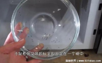 ​蚂蚁放进微波炉里加热会死吗，不会死(体积太小可以躲照射)