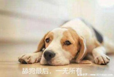 ​网络用语舔狗是什么意思呢，明知不喜欢自己还一味讨好(讽刺词)