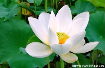 ​形容人白莲花是什么意思，这类女性有什么特点(类似绿茶婊)