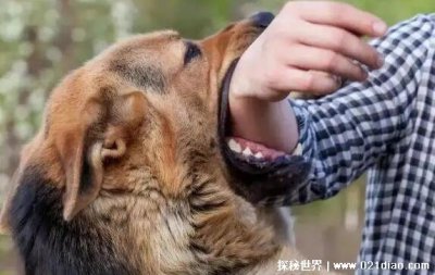 ​狂犬病潜伏期多长时间，长达十年之久(一般为1-3个月)