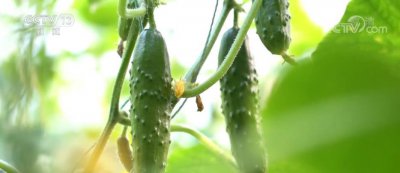 ​农业“芯片”插上“数字化”翅膀