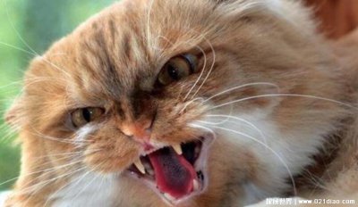 ​高级的含蓄的骂人的话，教您十句骂人不带脏字的话