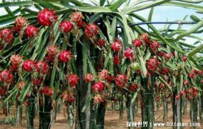 ​火龙果是仙人掌的果实吗图片，仙人掌的果实能吃吗(可以食用)