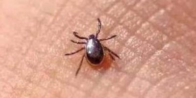 ​家里的跳蚤怕什么，最怕高温和阳光(大办法教你彻底消灭跳蚤)