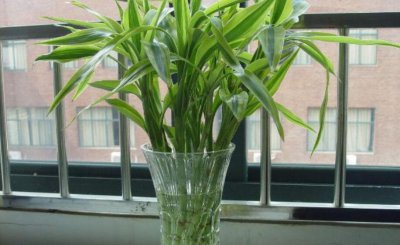 ​盘点客厅最旺宅的大型植物，这些植物种家里驱邪避祸财源广进