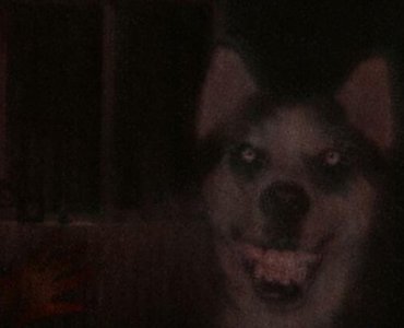 ​微笑狗存在吗 微笑狗为什么那么吓人