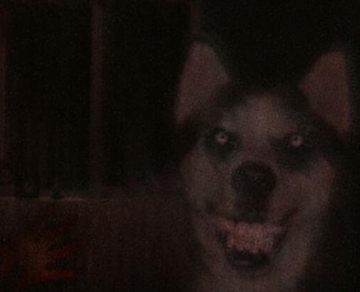 微笑狗存在吗 微笑狗为什么那么吓人