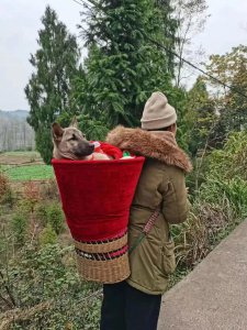 ​湖南一狗狗生病给自己挖坑，主人用背篓背着走 5 公里就医