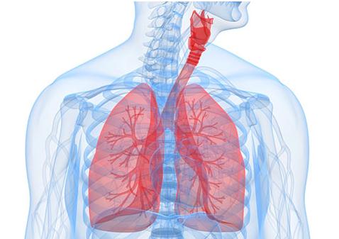 人体图五脏的位置图 五脏六腑的图片位置