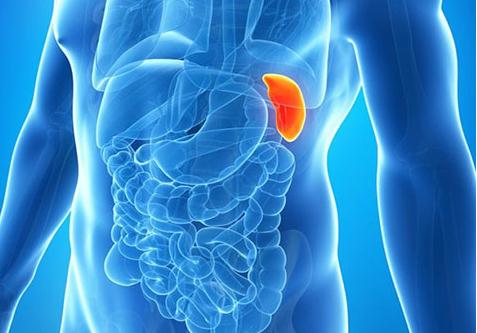 人体图五脏的位置图 五脏六腑的图片位置