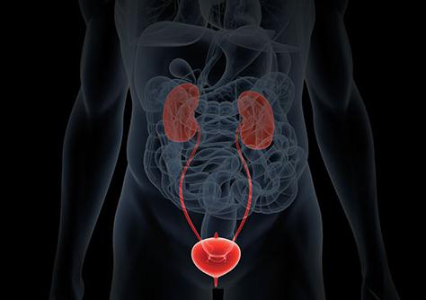 人体图五脏的位置图 五脏六腑的图片位置