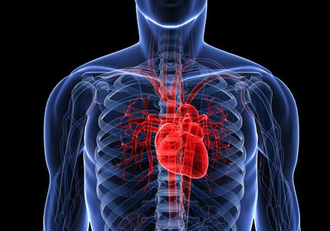 人体图五脏的位置图 五脏六腑的图片位置