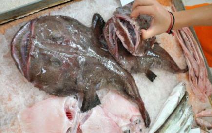 琵琶鱼是什么鱼类 交配方式挺残忍的