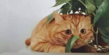 硬糖少女303成员出道排名 谁长的最好看