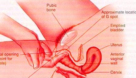美女的阴道图片科普 女性私处长啥样