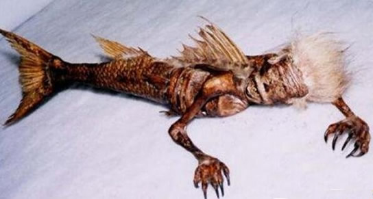 澳大利亚发现美人鱼事件 澳大利亚美人鱼尸体