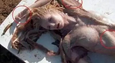 ​澳大利亚发现美人鱼事件 澳大利亚美人鱼尸体