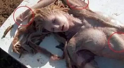 澳大利亚发现美人鱼事件 澳大利亚美人鱼尸体