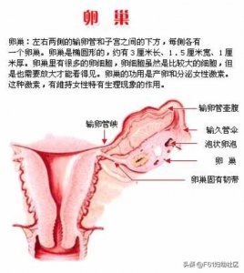 ​女性生殖器官图，女性生殖器官结构解剖