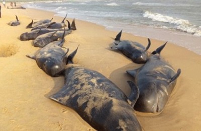 ​鲸鱼搁浅是什么意思