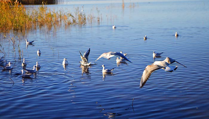 额济纳自助游攻略 去内蒙额济纳的最佳线路