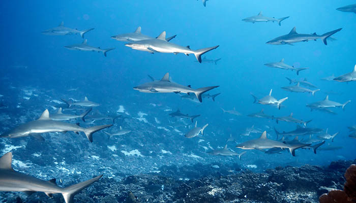 怎么去成都海昌极地海洋公园 去成都海昌极地海洋公园路线
