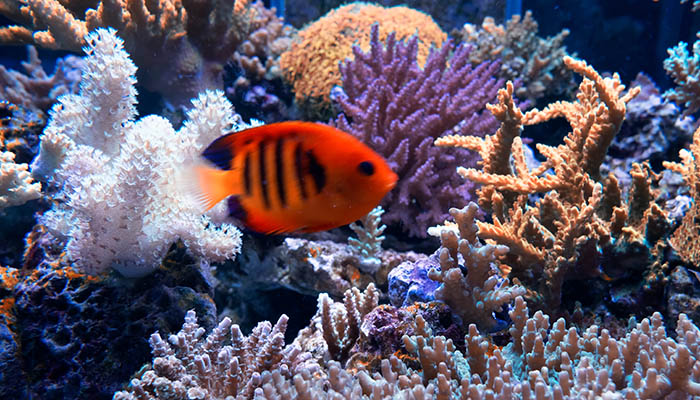 怎么去成都海昌极地海洋公园 去成都海昌极地海洋公园路线