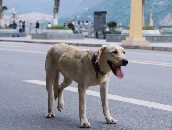 忠犬流浪记原型故事