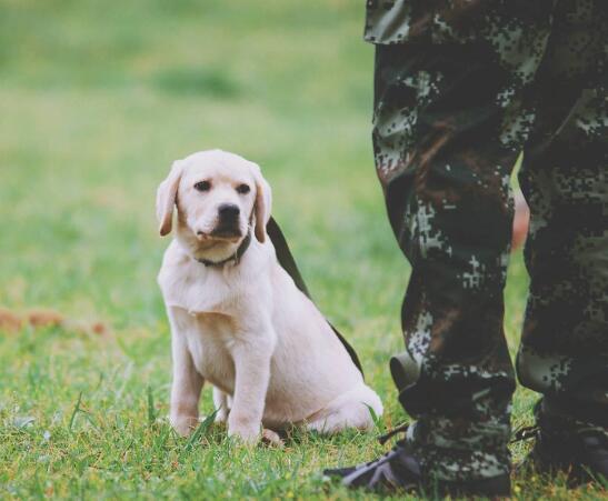 忠犬流浪记原型故事