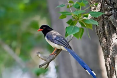 ​蓝桉已遇释槐鸟什么意思下一句是什么?不爱万物唯爱你(告白)